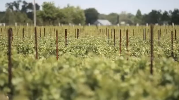 Cooper's Hawk Vineyards a family affair