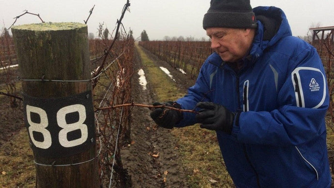 INTERVIEW: Working to protect the grape buds during the cold weather